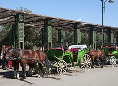 horse and carriage for a good tour in Marrakech tourism in morocco
