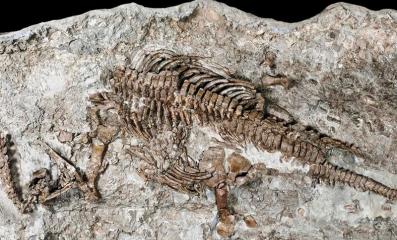 Fossiles d'un dinosaure rare à Tiznit