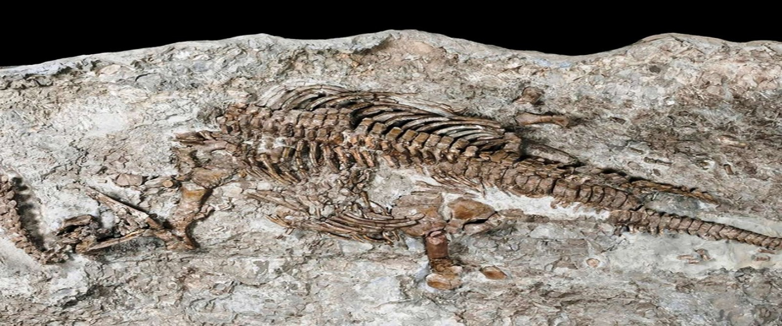 Tiznit: Descubrimiento de fósiles de un dinosaurio raro | Oficina Nacional  de Turismo de Marruecos