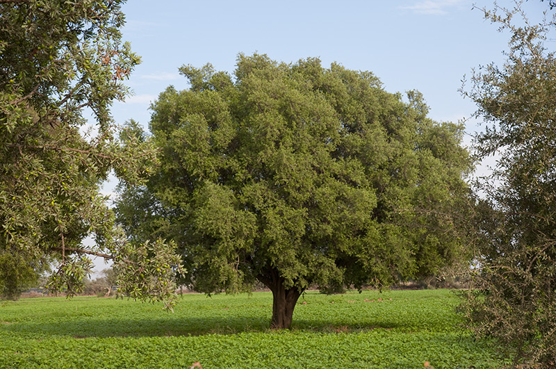 La richesse naturelle d'Agadir