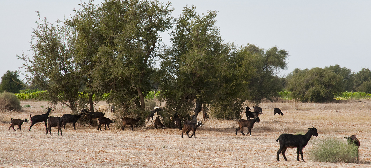 La richesse naturelle d'Agadir