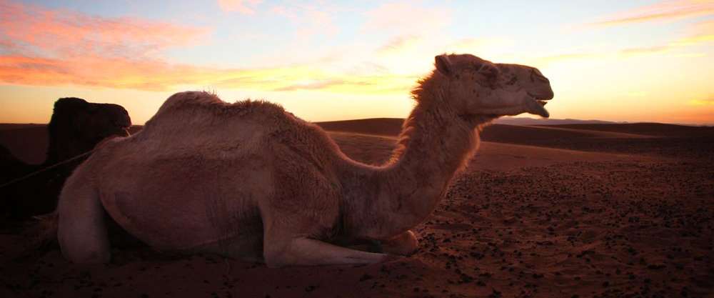 Ouarzazate, a world of amusement